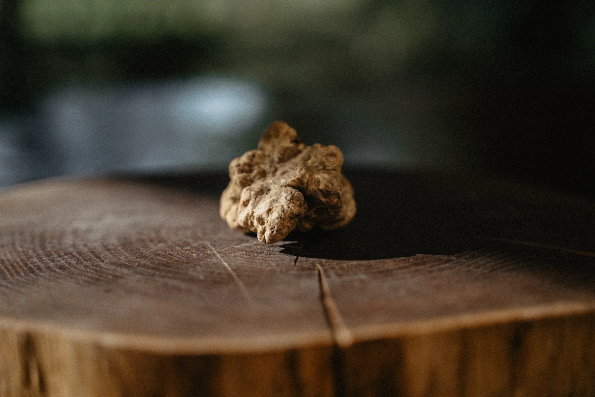 A white truffle from the Alba and Asti woodlands
